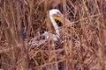 Pelican Royalty Free Stock Photo