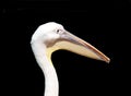 Pelican head Royalty Free Stock Photo