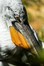 A pelican head, detail Royalty Free Stock Photo