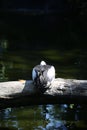 Pelican with head tucked in wingswith head tucked Royalty Free Stock Photo