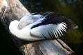 Pelican with head tucked in wingswith head tucked Royalty Free Stock Photo