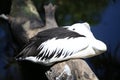 Pelican with head tucked in wingswith head tucked Royalty Free Stock Photo