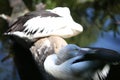 Pelican with head tucked in wingswith head tucked Royalty Free Stock Photo