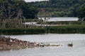 Pelican, Heron, and Cormorant Rookery on Pigeon Lake Island Royalty Free Stock Photo