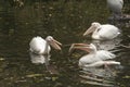 Pelican holding a big fish