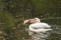 Pelican holding a big fish in his beak