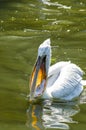 Pelican catch some fish