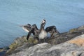 Pelican Holding Open His Wings To Air Dry