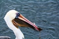 Closeup large brown pelican holding fish in the bill