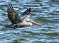 A Pelican flies low to the water in hopes of catching a fish Royalty Free Stock Photo