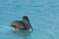 Pelican Royalty Free Stock Photo