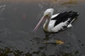 Pelican hunting for prey on the water