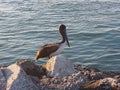 Pelican on Hutchinson Island Florida Royalty Free Stock Photo