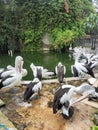this is a pelican Royalty Free Stock Photo