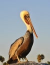 Pelican