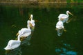 Pelican of the image Singapore Zoo Royalty Free Stock Photo