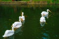 Pelican of the image Singapore Zoo Royalty Free Stock Photo