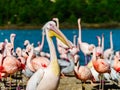 Pelican is the important personagein colony of birds