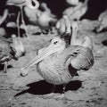 Pelican is the important personagein colony of birds
