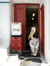 Pelican intruder. Mykonos, Greece Royalty Free Stock Photo