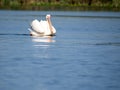 Pelican on Isac lake, Danube Delta, Romania Royalty Free Stock Photo