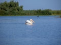 Pelican on Isac lake, Danube Delta, Romania Royalty Free Stock Photo