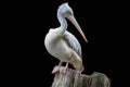 Pelican isolated on black background Royalty Free Stock Photo
