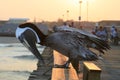 Pelican on the Kure Beach Pier