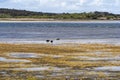 Pelican Lagoon in American River, Kangaroo Island Royalty Free Stock Photo