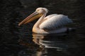 Pelican lake Royalty Free Stock Photo