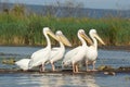 Pelican, Lake Chamo, Ethiopia, Africa