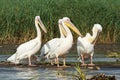 Pelican, Lake Chamo, Ethiopia, Africa