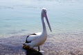 Pelican @ Lake Macquarie, Australia Royalty Free Stock Photo