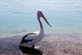 Pelican @ Lake Macquarie, Australia Royalty Free Stock Photo