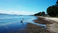 Pelican @ Lake Macquarie