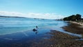 Pelican @ Lake Macquarie Royalty Free Stock Photo