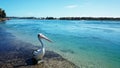 Pelican @ Lake Macquarie Royalty Free Stock Photo