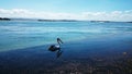 Pelican @ Lake Macquarie Royalty Free Stock Photo