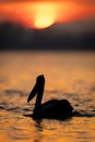 Pelican on lake near shore at sunrise