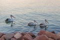 Pelican Lake Royalty Free Stock Photo