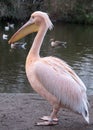 Colourful pelican by the lake in St James`s Park, London UK. Royalty Free Stock Photo