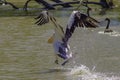 A Pelican On A Lake Starting To Fly