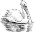 Pelican on the lake Royalty Free Stock Photo