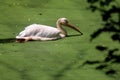 Pelican on lake water