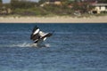 Pelican landing Royalty Free Stock Photo