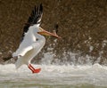 Pelican landing Royalty Free Stock Photo