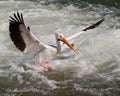 Pelican landing Royalty Free Stock Photo