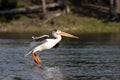 Pelican landing Royalty Free Stock Photo