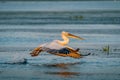 Pelican landing on a lake in Danube Delta, Romania