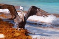 Pelican landing Royalty Free Stock Photo